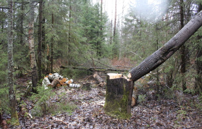 За незаконную заготовку дров обвиняется житель Соликамского округа